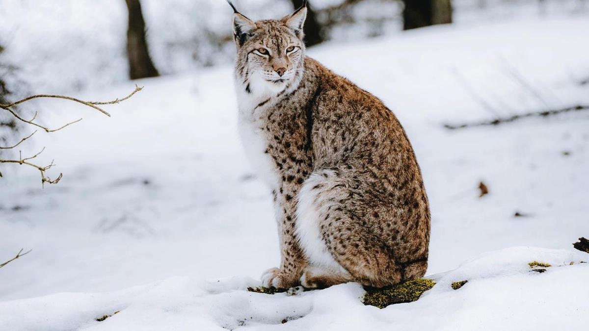 "Master of Disguise": A lynx roaming in Katon-Karagay was captured on a camera trap.