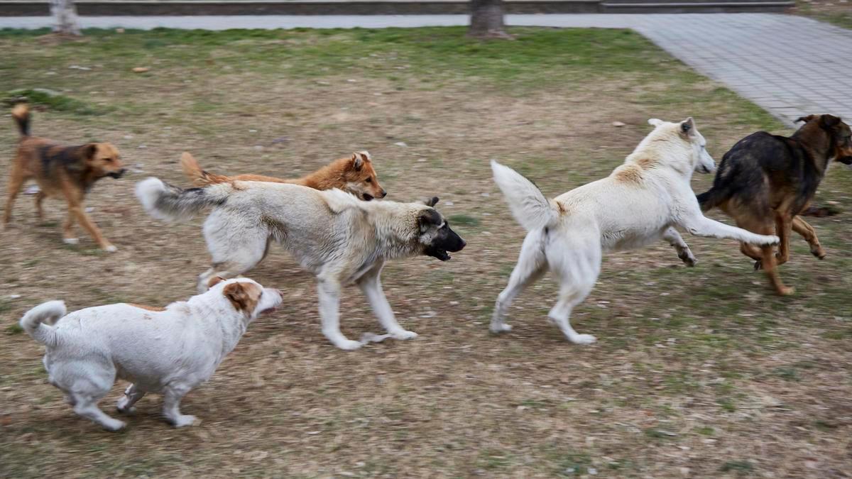 $50 million for capture, $35 million for care: residents of Aktobe express concerns over the surge of stray dogs (video).